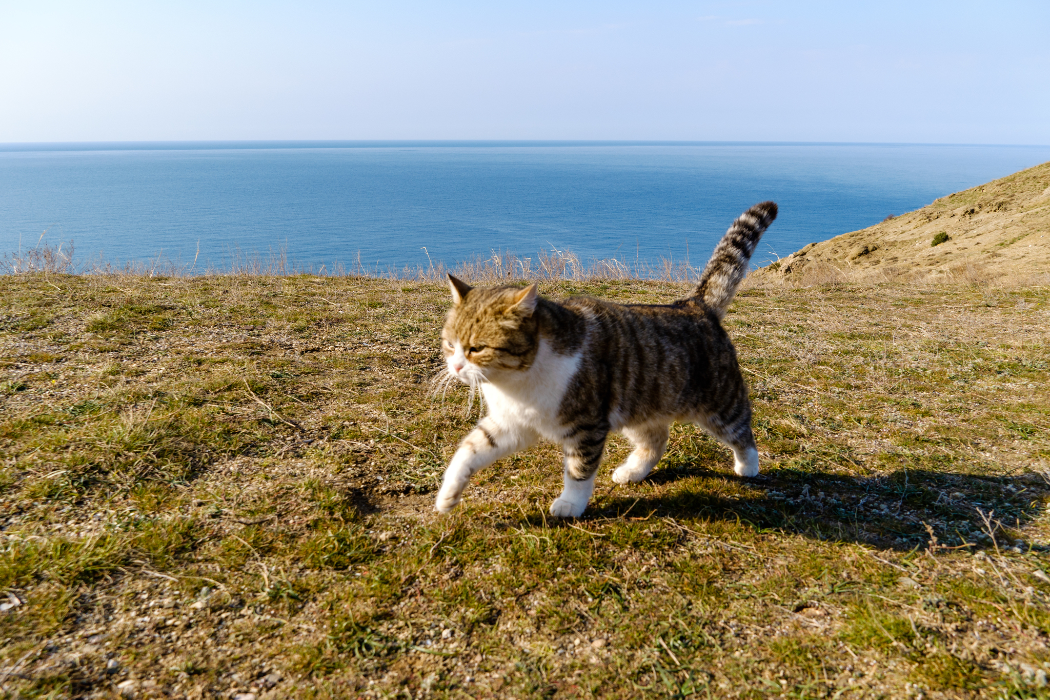 Crimean cats - My, Crimea, Travel across Russia, cat, Longpost, The photo