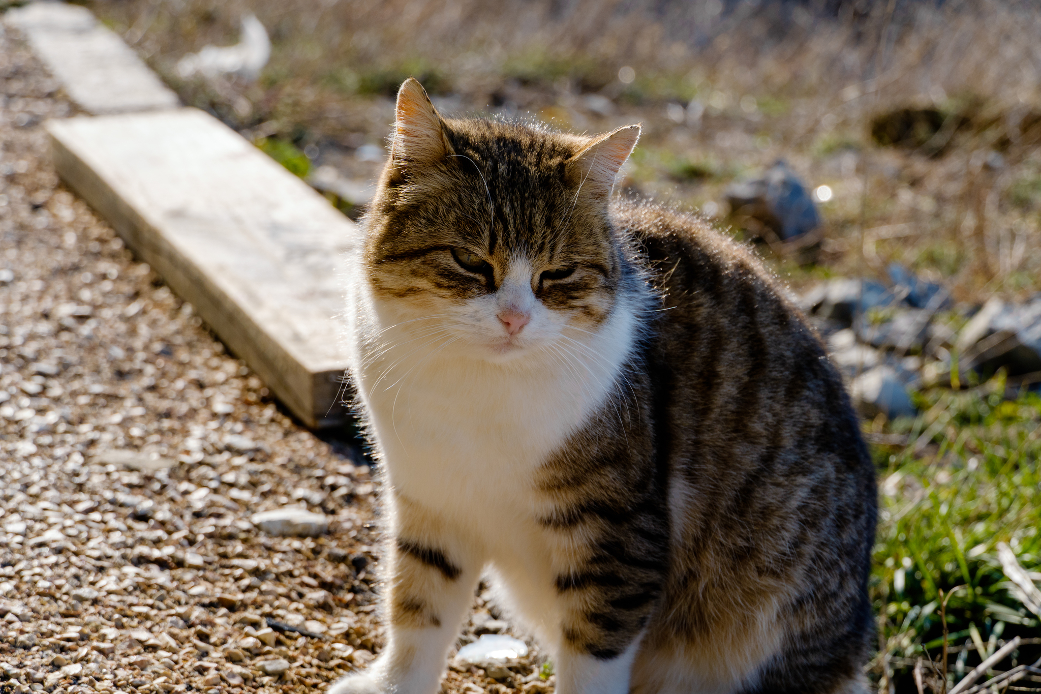 Crimean cats - My, Crimea, Travel across Russia, cat, Longpost, The photo