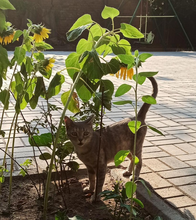 Another furry colleague, already a former - My, cat, Pets, Longpost