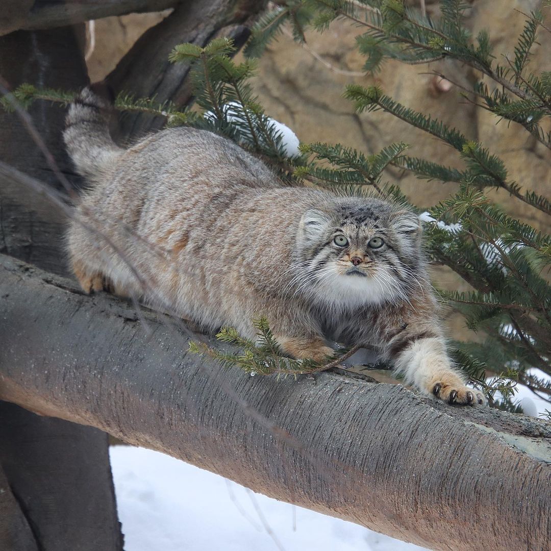 This is the kind of love - Pallas' cat, Small cats, Cat family, Fluffy, Pet the cat, Predatory animals, Wild animals, Japan, Zoo, Rare view, Red Book, Positive, Honshu