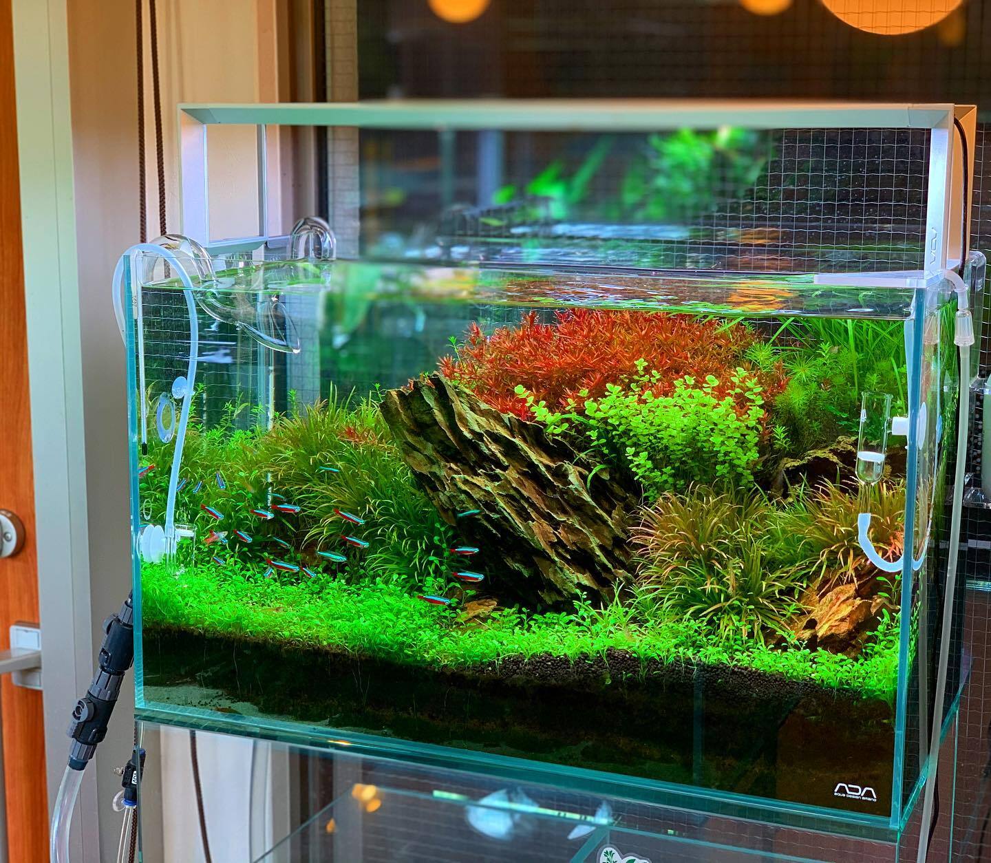 Nature aquarium - Aquascape, Aquarium, The photo, Ada