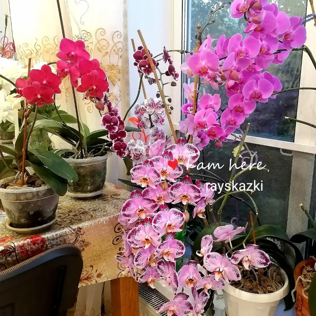 Fertilizers for orchids - Orchids, Phalaenopsis, Flowers, Fertilizers, Longpost