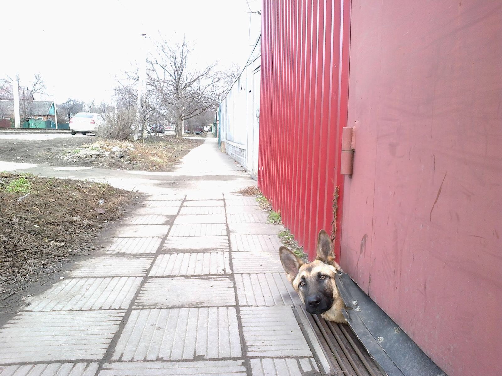 Absolutely! Looking at the cobaka! - Dog, Krasnodar, Animals, Humor, Kindness, Milota