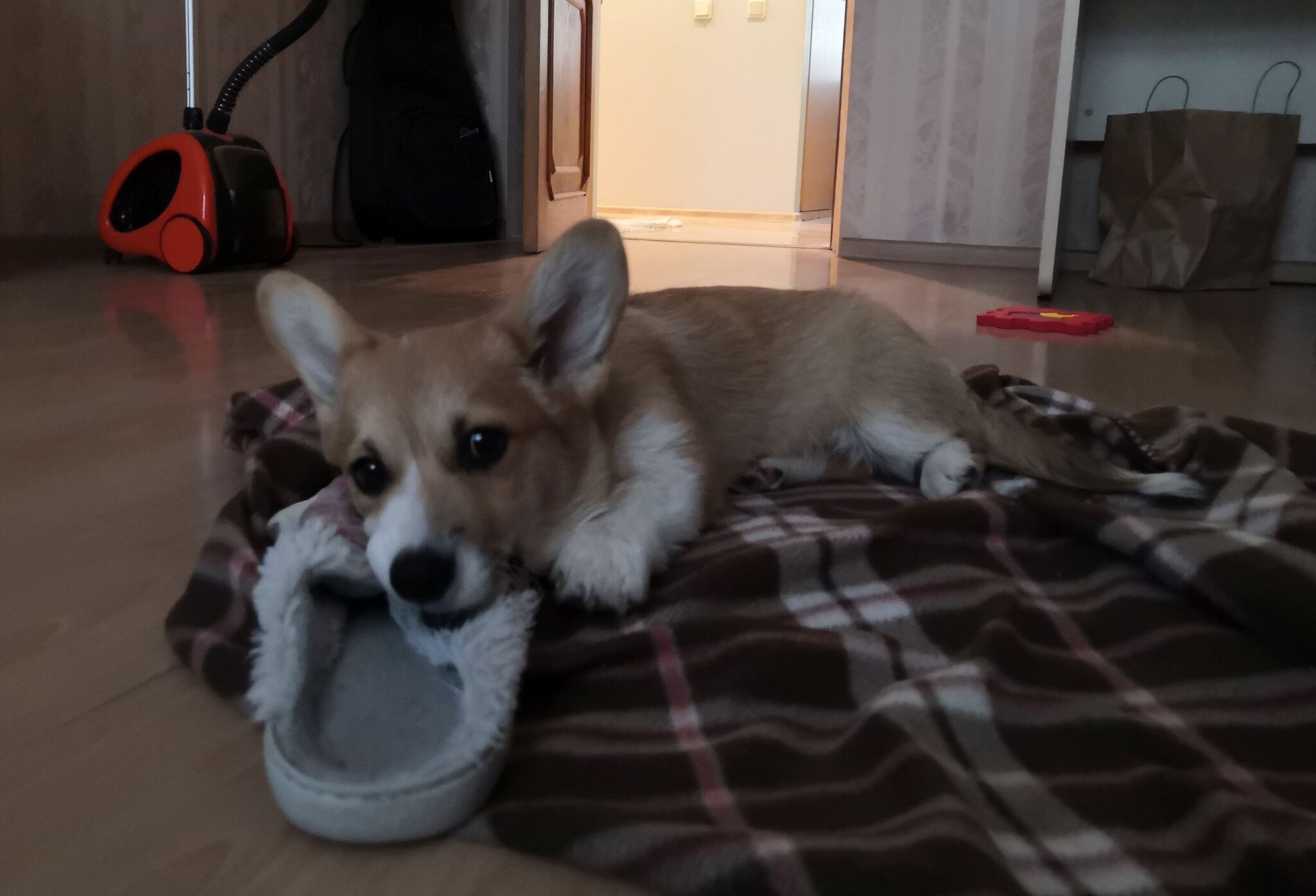 On the wave of peep dogs. My bun! - My, Dog, Corgi, Welsh corgi pembroke, Milota, Longpost, Reply to post, Pets, Video, Youtube, A wave of posts