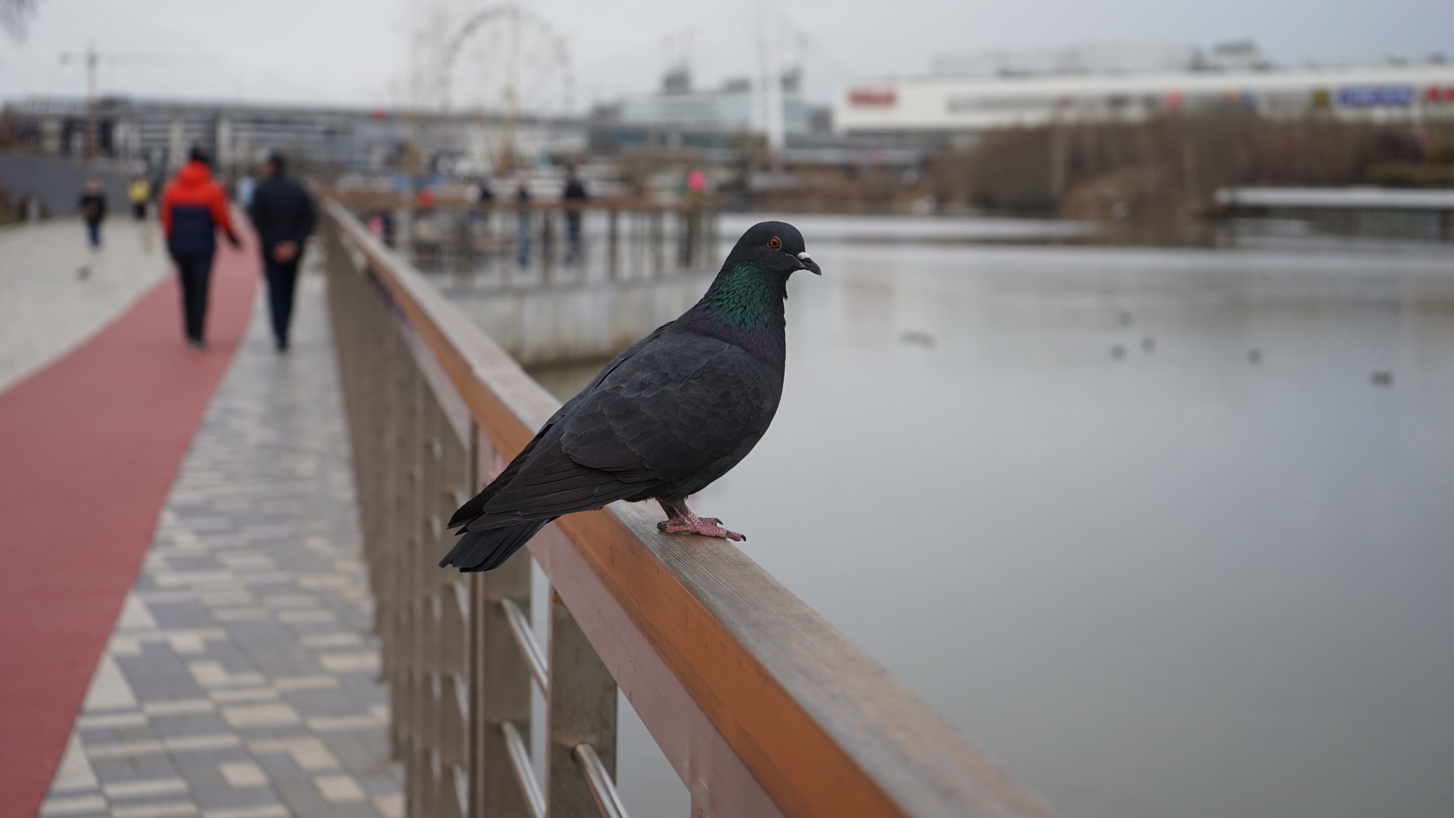 Teply denek, embankment - My, Beginning photographer, Sony A7, Pigeon, Embankment, Place to rest, I want criticism, Street photography