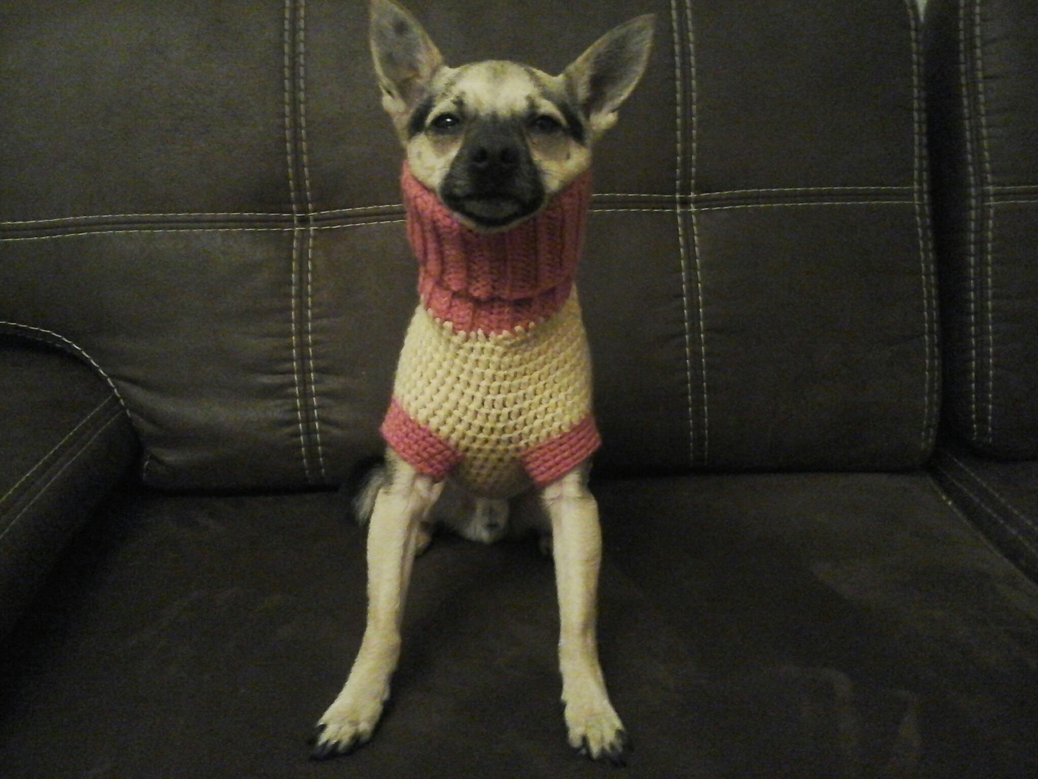 Trying to knit clothes for your dog - My, Hobby, Needlework without process, Crochet, Dog, Longpost, Needlework