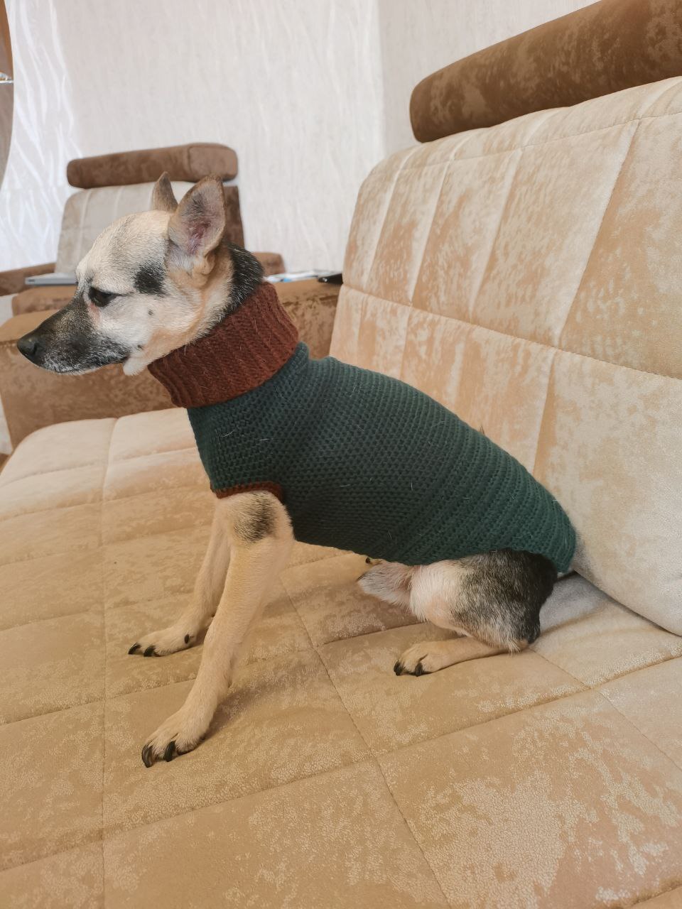 Trying to knit clothes for your dog - My, Hobby, Needlework without process, Crochet, Dog, Longpost, Needlework