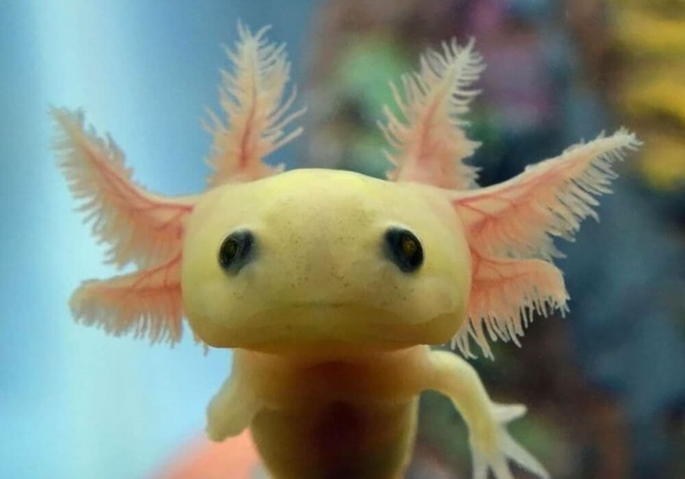 A superpower to grow a part of the brain... - Facts, Interesting, Larva, A fish, Axolotl, Aquarium, Care and maintenance, Content, Ability, Breeding, Regrowth, Ambistoma, Red Book, Paws, Tail, Brain, Video, The photo, Longpost