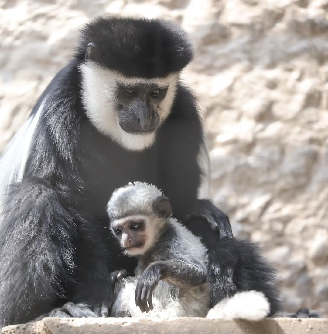 Eastern Colobus - Monkey, Primates, Wild animals, Young, Zoo, Japan, Longpost