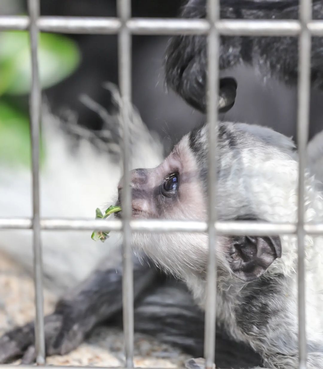 Eastern Colobus - Monkey, Primates, Wild animals, Young, Zoo, Japan, Longpost