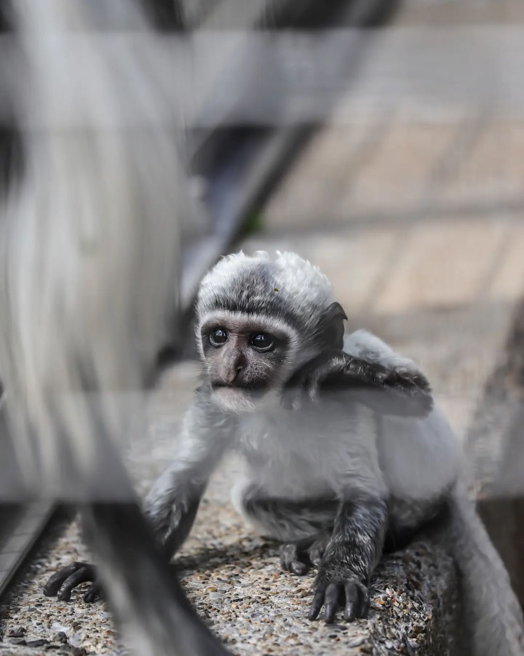 Eastern Colobus - Monkey, Primates, Wild animals, Young, Zoo, Japan, Longpost