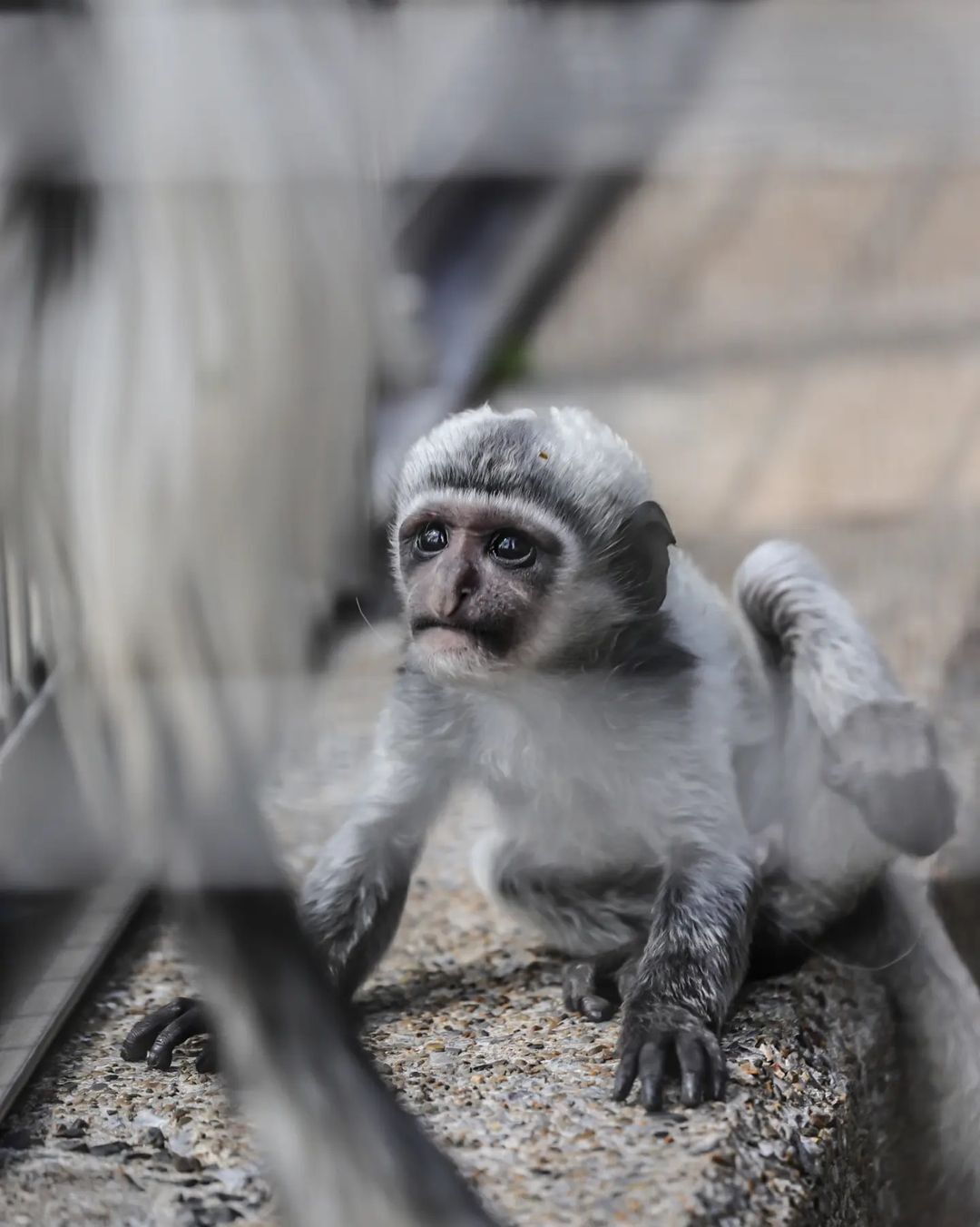 Eastern Colobus - Monkey, Primates, Wild animals, Young, Zoo, Japan, Longpost