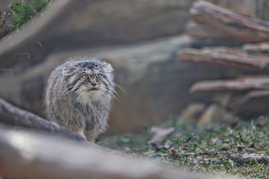 The fluffiest and kindest cat is looking for gentle hands - Pallas' cat, Small cats, Cat family, Fluffy, Pet the cat, Predatory animals, Wild animals, Yokohama, Japan, Zoo, Rare view, Red Book, Positive, Longpost