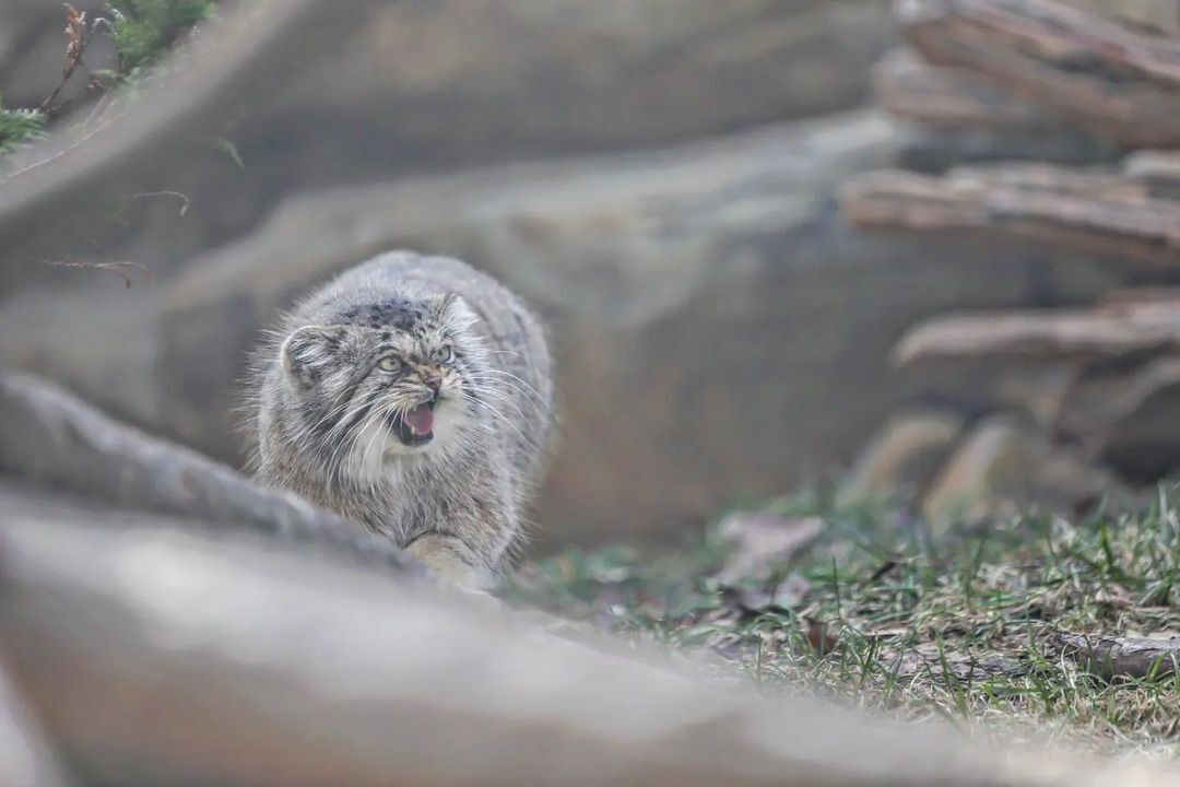 The fluffiest and kindest cat is looking for gentle hands - Pallas' cat, Small cats, Cat family, Fluffy, Pet the cat, Predatory animals, Wild animals, Yokohama, Japan, Zoo, Rare view, Red Book, Positive, Longpost