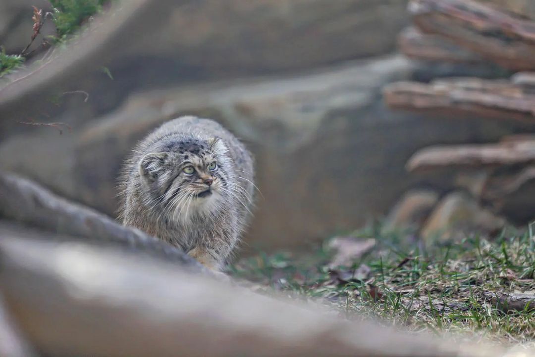 The fluffiest and kindest cat is looking for gentle hands - Pallas' cat, Small cats, Cat family, Fluffy, Pet the cat, Predatory animals, Wild animals, Yokohama, Japan, Zoo, Rare view, Red Book, Positive, Longpost