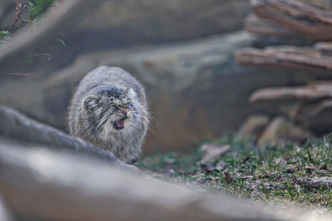 The fluffiest and kindest cat is looking for gentle hands - Pallas' cat, Small cats, Cat family, Fluffy, Pet the cat, Predatory animals, Wild animals, Yokohama, Japan, Zoo, Rare view, Red Book, Positive, Longpost