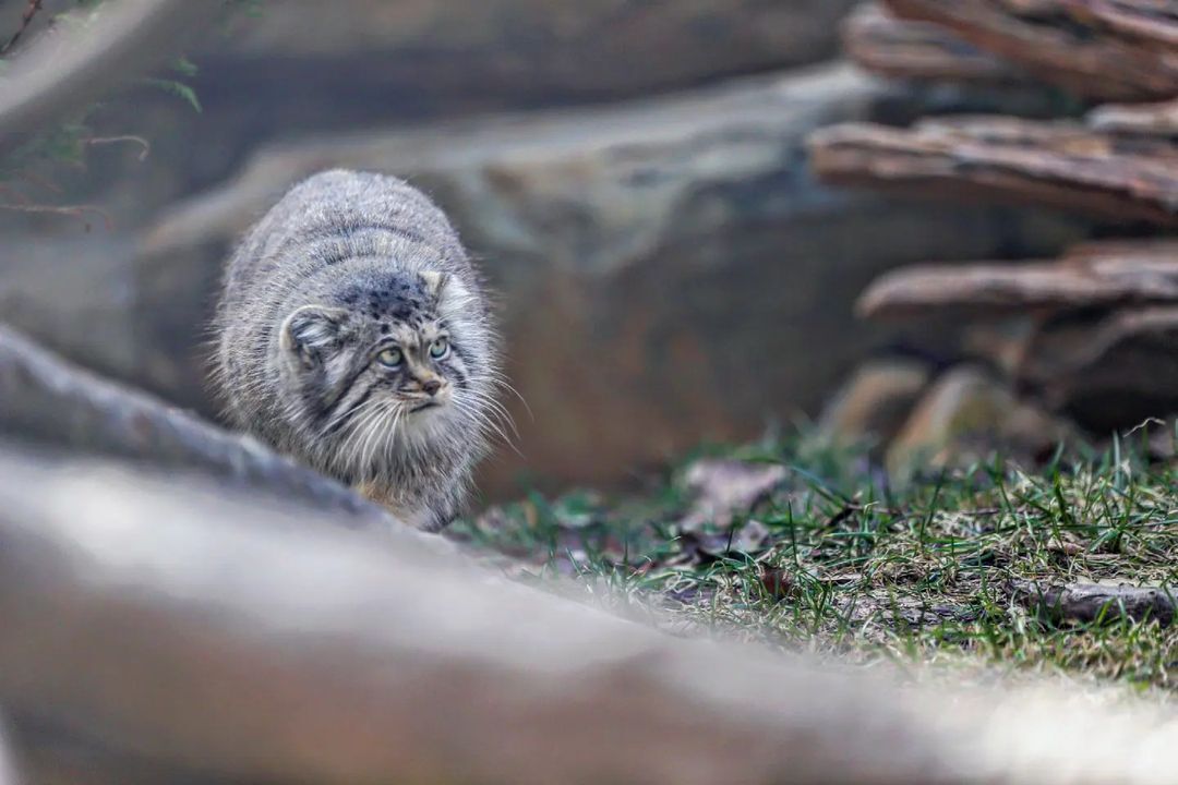 The fluffiest and kindest cat is looking for gentle hands - Pallas' cat, Small cats, Cat family, Fluffy, Pet the cat, Predatory animals, Wild animals, Yokohama, Japan, Zoo, Rare view, Red Book, Positive, Longpost