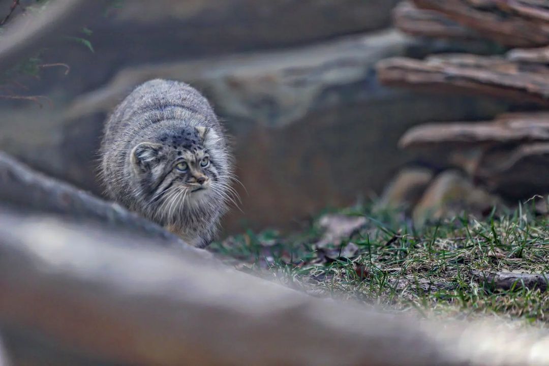 The fluffiest and kindest cat is looking for gentle hands - Pallas' cat, Small cats, Cat family, Fluffy, Pet the cat, Predatory animals, Wild animals, Yokohama, Japan, Zoo, Rare view, Red Book, Positive, Longpost