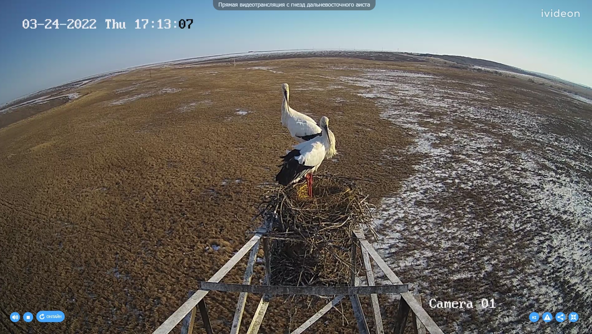 Far Eastern storks have reappeared on the air online - Stork, Birds, Interesting, Amur region, Дальний Восток, Video monitoring, Online, WWF, Informative, Wild animals, Longpost