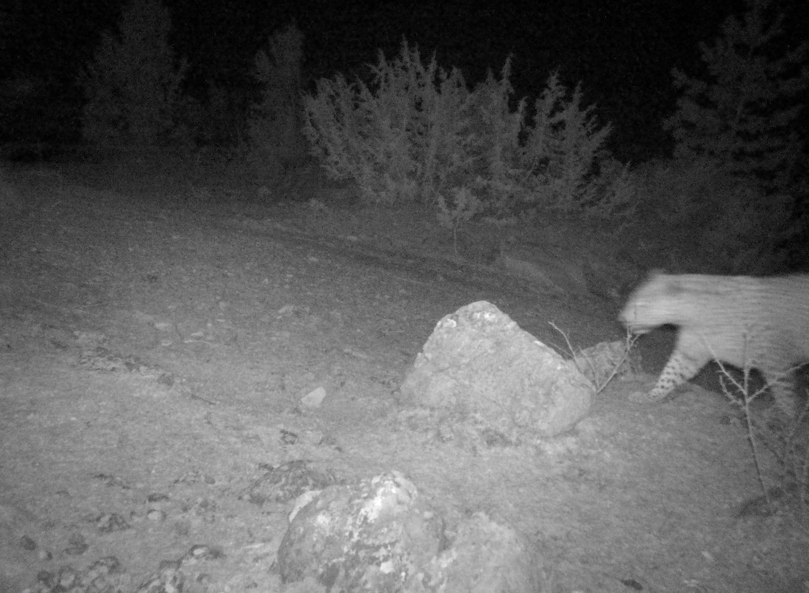 The Persian leopard for the first time in 7 years fell into the lens of a camera trap on the territory of Dagestan - Persian leopard, Big cats, Wild animals, Predatory animals, Rare view, Dagestan, Phototrap, Interesting, Red Book, Positive, WWF, Leopard, Longpost