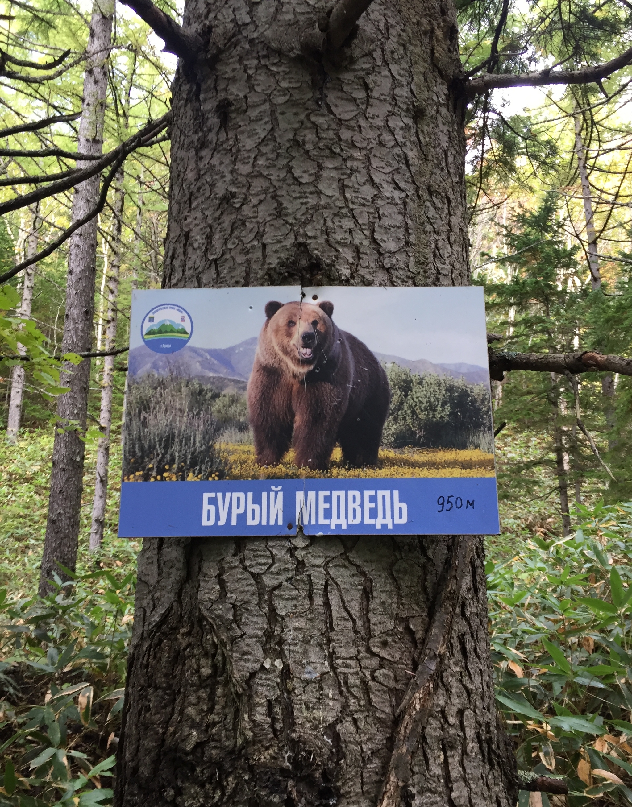 Sakhalin nature - My, Hike, Mountain tourism, Sakhalin, Nature, Longpost