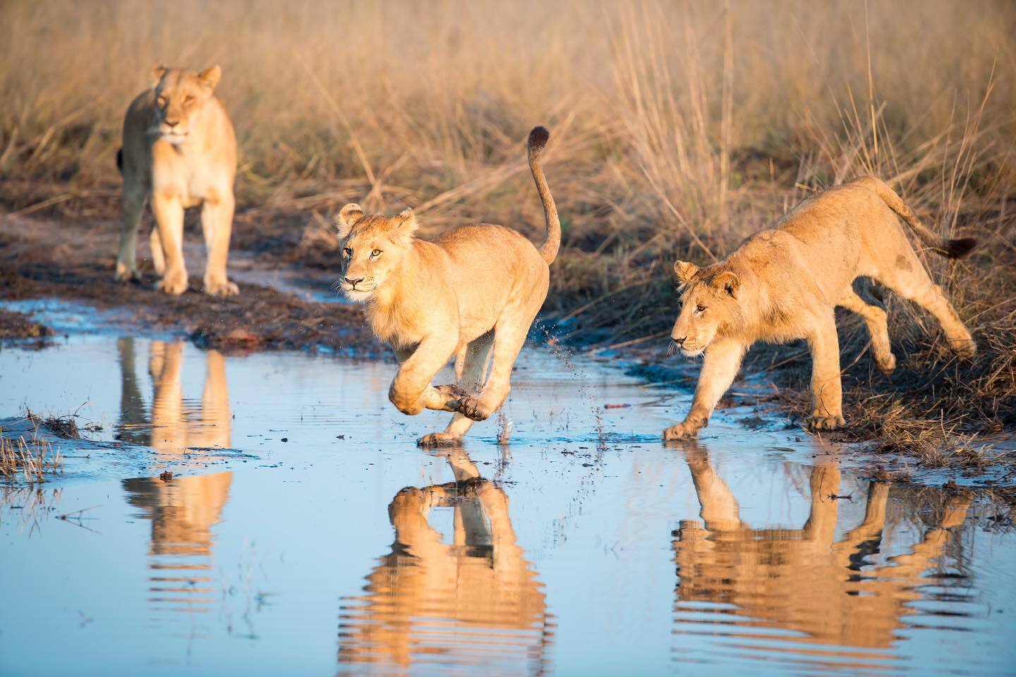 Water Games - Animal games, a lion, Lion cubs, Big cats, Cat family, Predatory animals, Wild animals, wildlife, South Africa, The photo, Young, Water