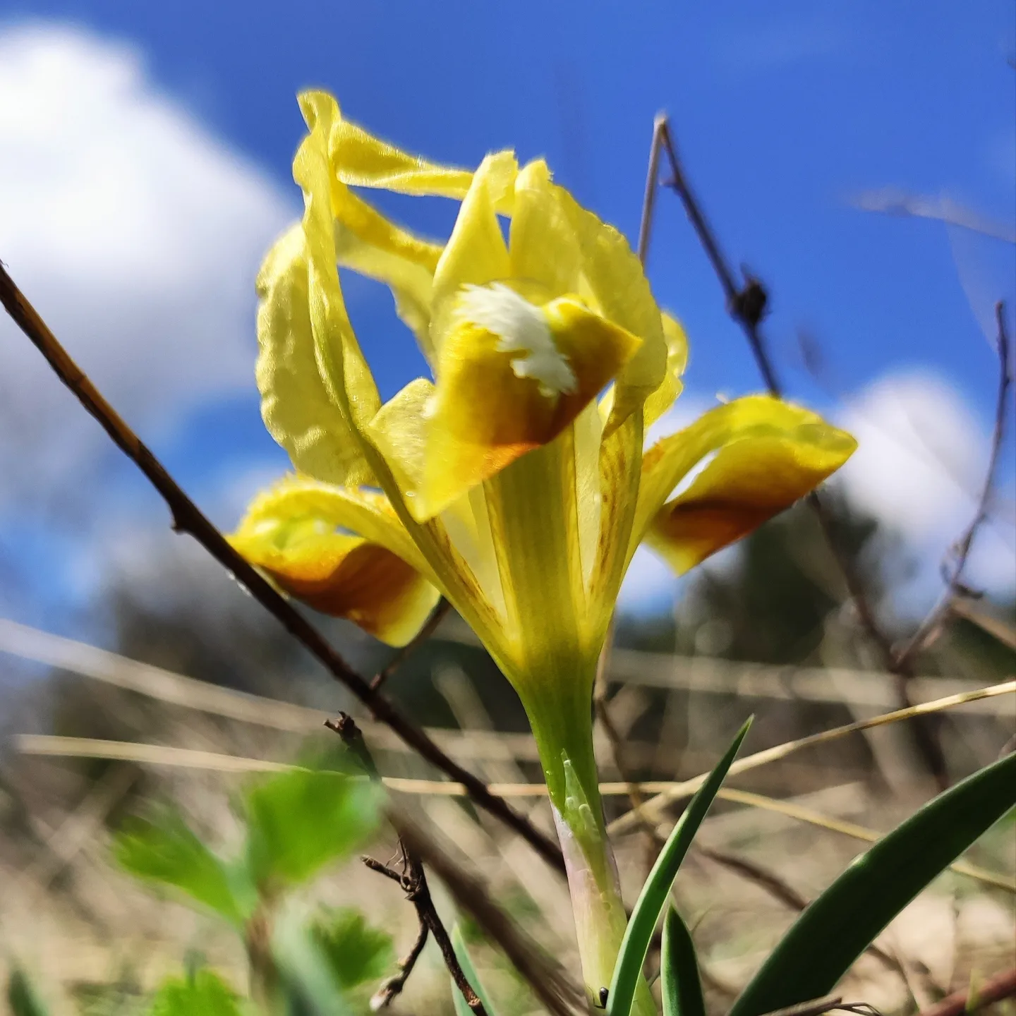 Shorty irises - My, Flowers, Irises, Longpost, 