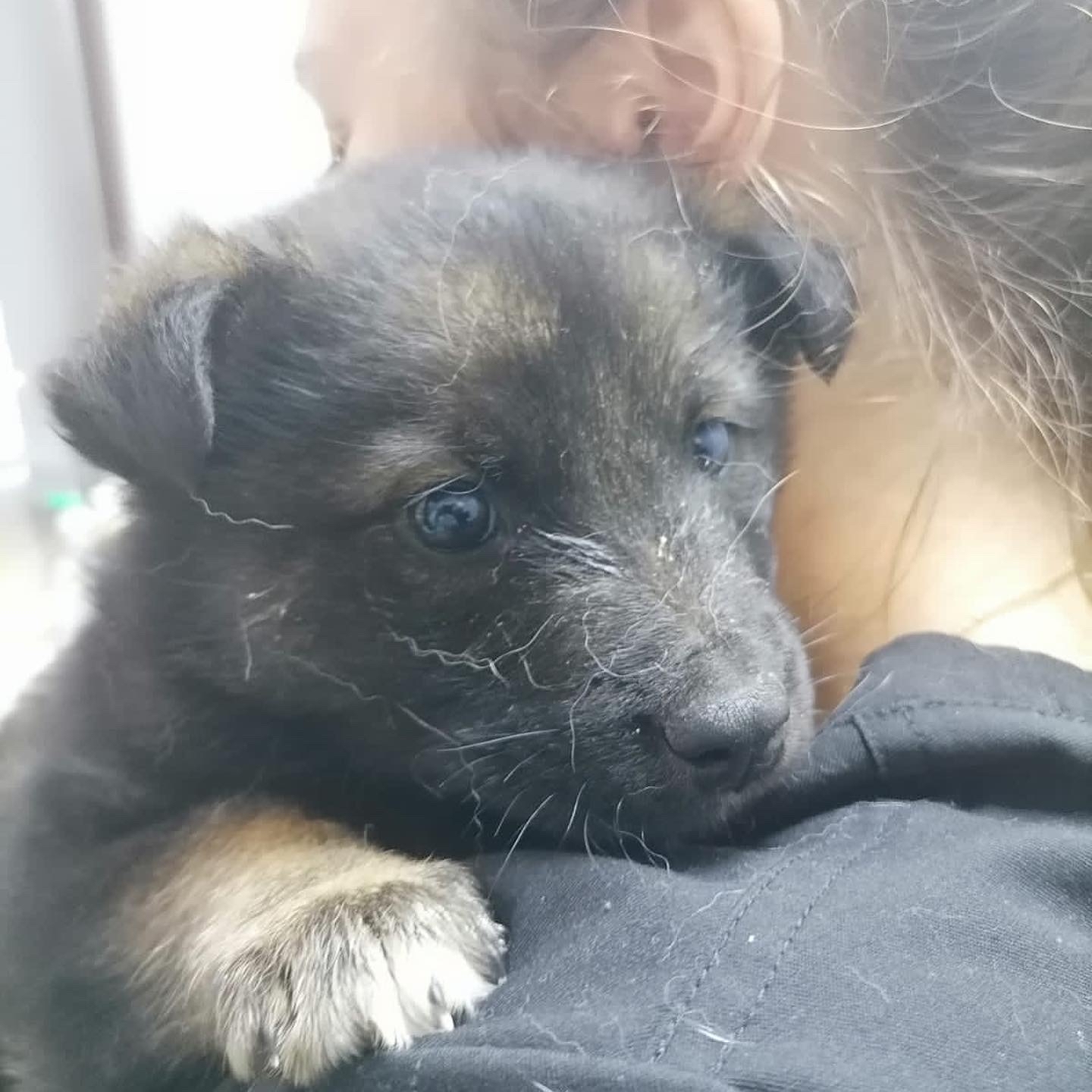 A grandfather threw out his petty dog's puppies at the station. Only one puppy is intact. The boy has 2 days to find a family... - My, Dog, Moscow, Puppies, Help, Family, Longpost, 