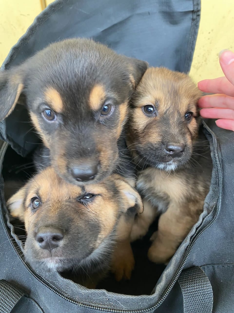 A grandfather threw out his petty dog's puppies at the station. Only one puppy is intact. The boy has 2 days to find a family... - My, Dog, Moscow, Puppies, Help, Family, Longpost, 