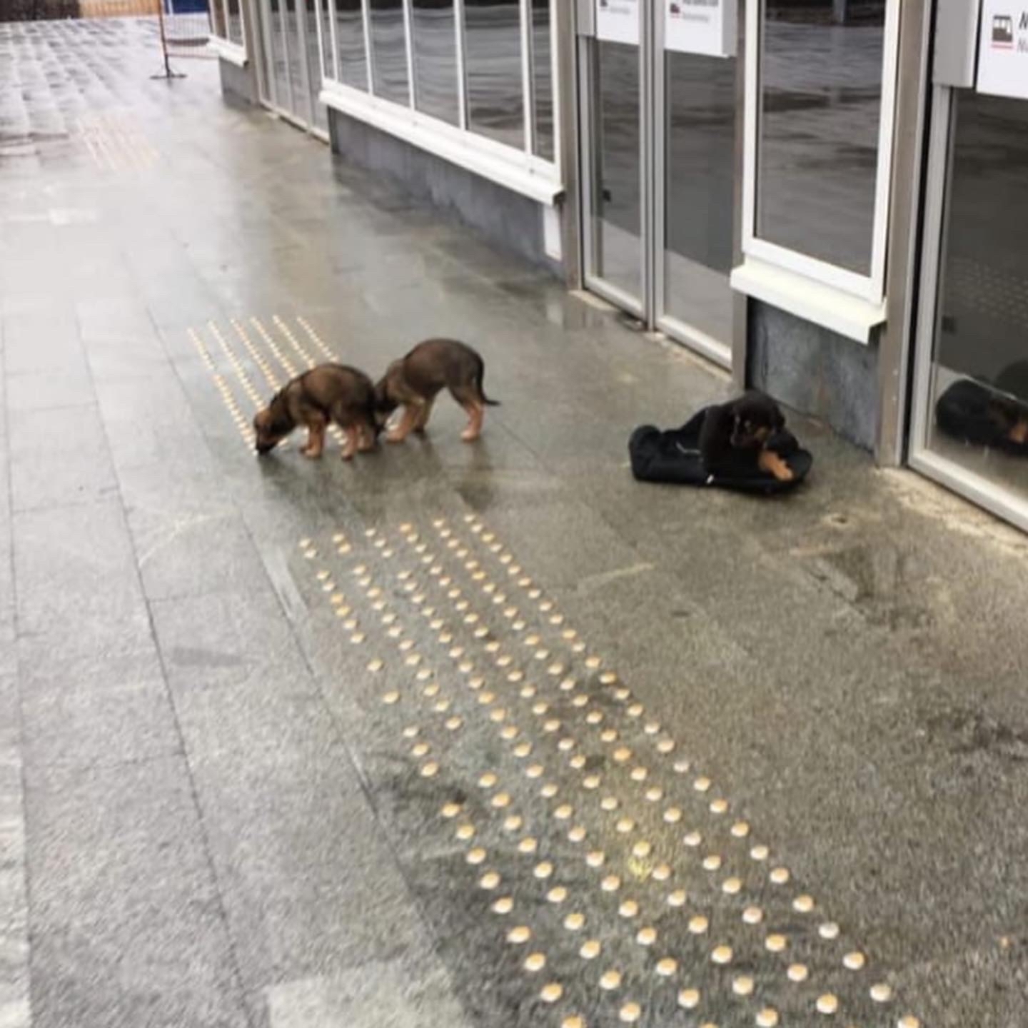 A grandfather threw out his petty dog's puppies at the station. Only one puppy is intact. The boy has 2 days to find a family... - My, Dog, Moscow, Puppies, Help, Family, Longpost, 