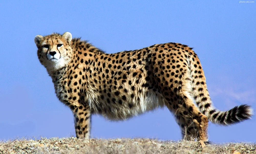 Cheetah: Gave up everything feline to survive in Africa. A cat that confidently transforms into a dog - Cheetah, Animal book, Yandex Zen, Longpost, Small cats, Cat family, Wild animals, Predatory animals, Interesting, 