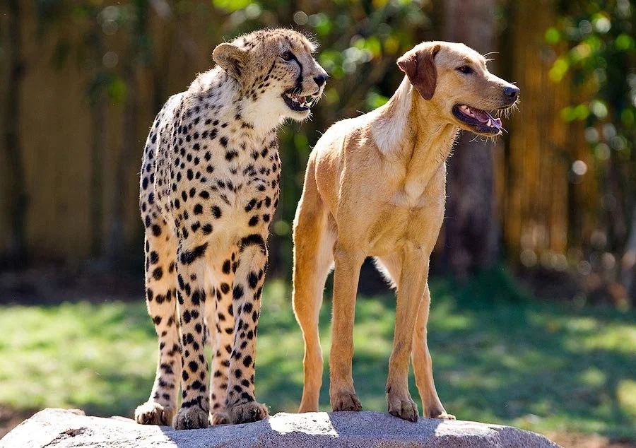 Cheetah: Gave up everything feline to survive in Africa. A cat that confidently transforms into a dog - Cheetah, Animal book, Yandex Zen, Longpost, Small cats, Cat family, Wild animals, Predatory animals, Interesting, 