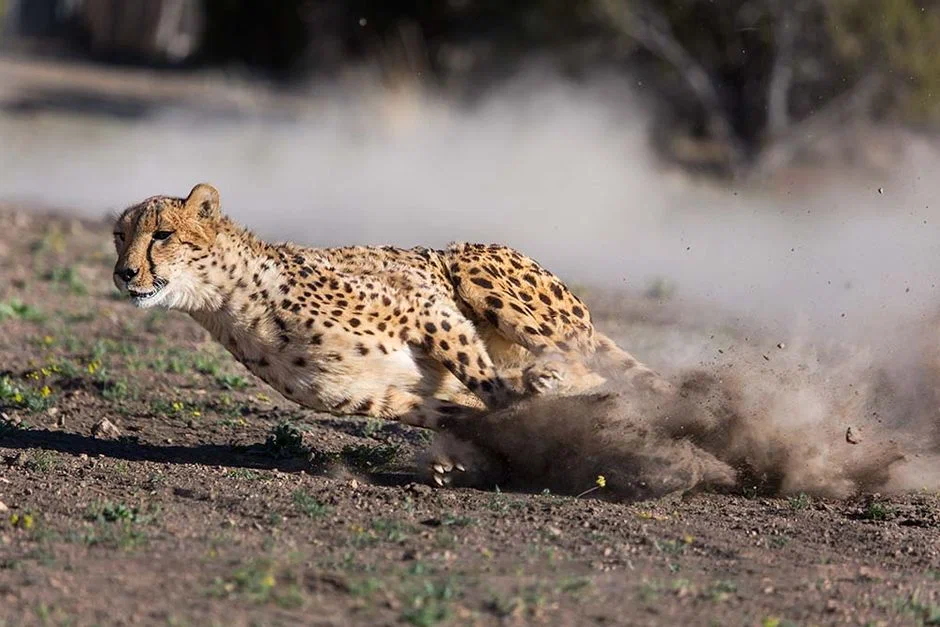 Cheetah: Gave up everything feline to survive in Africa. A cat that confidently transforms into a dog - Cheetah, Animal book, Yandex Zen, Longpost, Small cats, Cat family, Wild animals, Predatory animals, Interesting, 