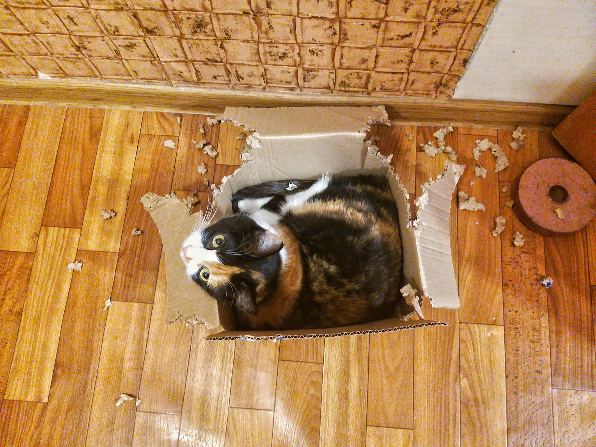 Cat shredder - My, Tricolor cat, cat, Box, 