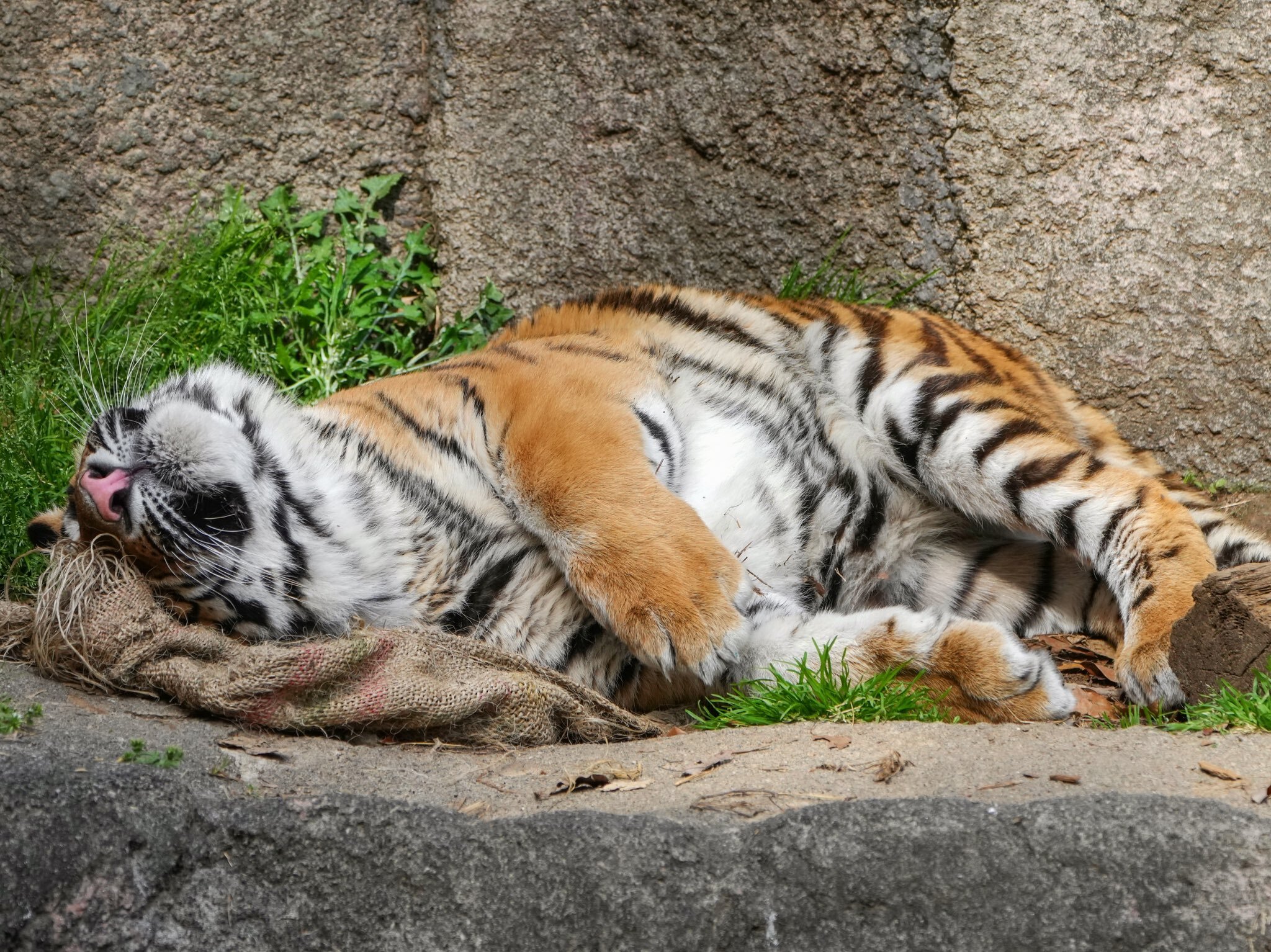 The cat is tired) - Tiger, Amur tiger, Tiger cubs, Big cats, Cat family, Wild animals, Predatory animals, Zoo, Shizuoka, Honshu, Japan, Positive, Longpost, Yawn, 