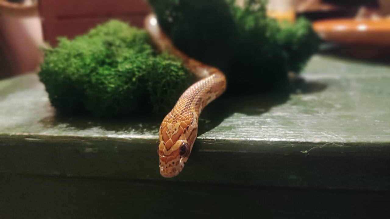 Ruby - My, Pets, Snake, Panic, 