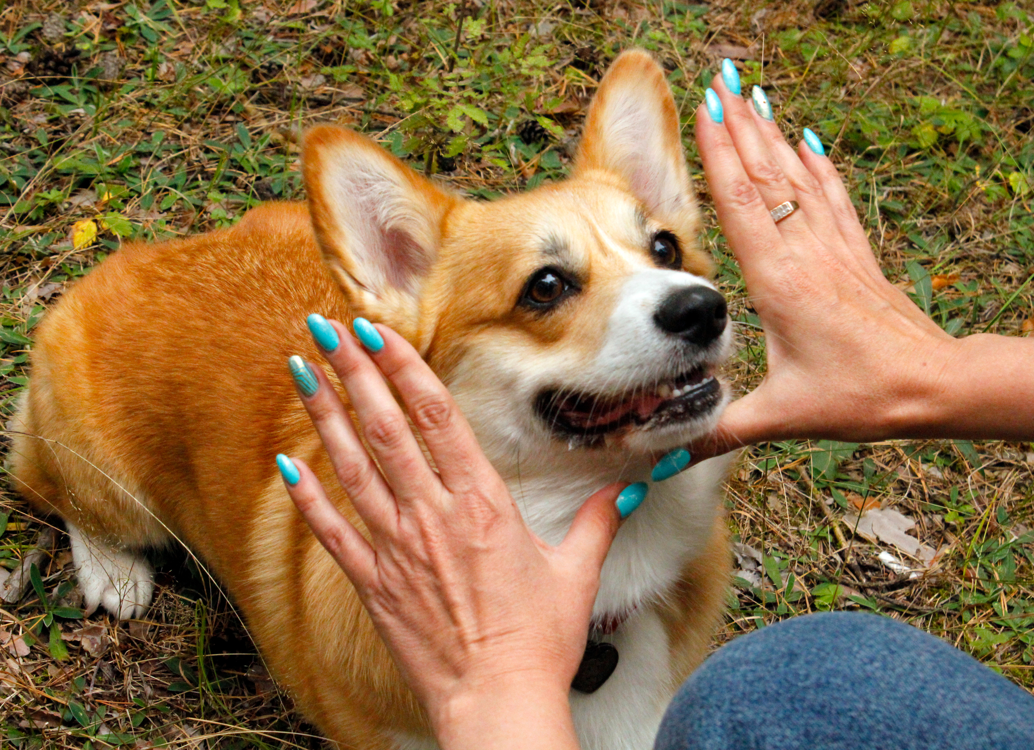 Photogenic - My, Dog, Welsh corgi pembroke, Pets, Milota, Dog days, 