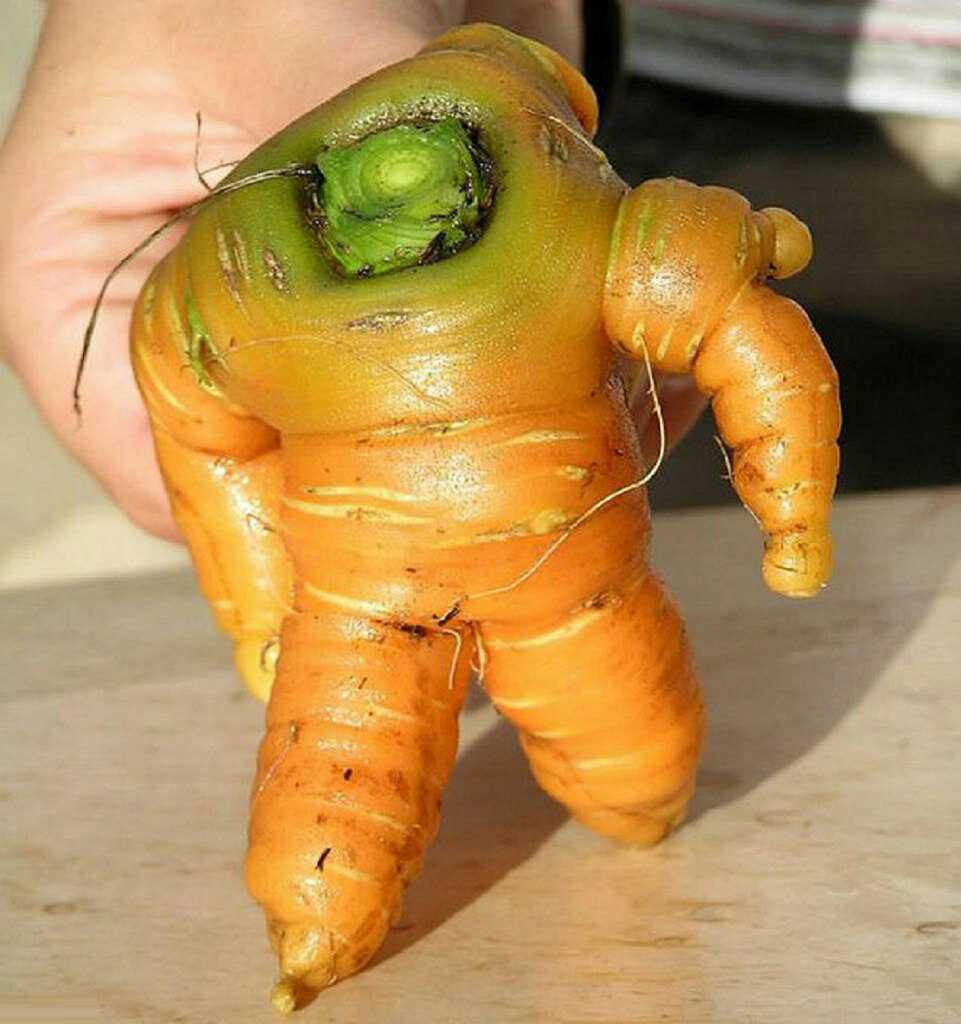 Response to the post Who are you crushing the loaf on? - Pareidolia, Row, Carrot, Tomatoes, Cucumbers, Warhammer 40k, An Eye of Horror, Reply to post, Longpost, 