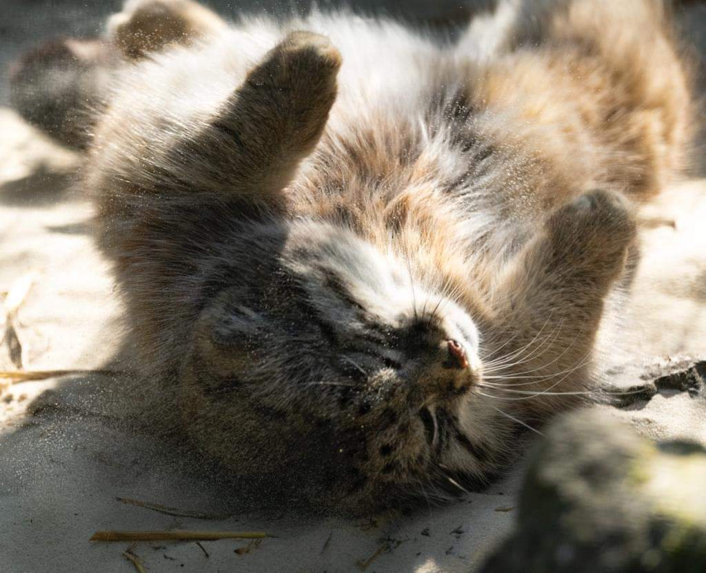 And stroke and scratch your belly weakly? - Pallas' cat, Small cats, Cat family, Fluffy, Pet the cat, Predatory animals, Wild animals, Zoo, England, Rare view, Red Book, Positive, Longpost, 