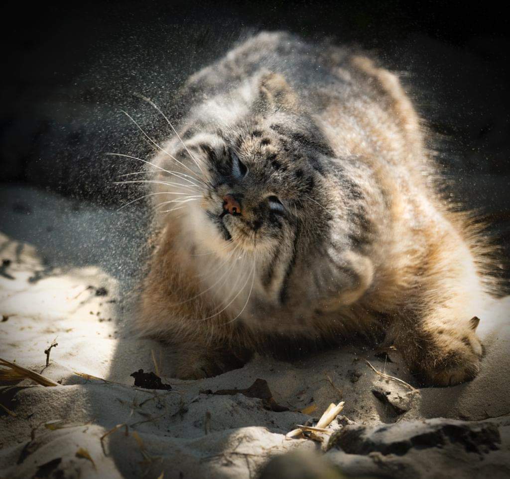 And stroke and scratch your belly weakly? - Pallas' cat, Small cats, Cat family, Fluffy, Pet the cat, Predatory animals, Wild animals, Zoo, England, Rare view, Red Book, Positive, Longpost, 