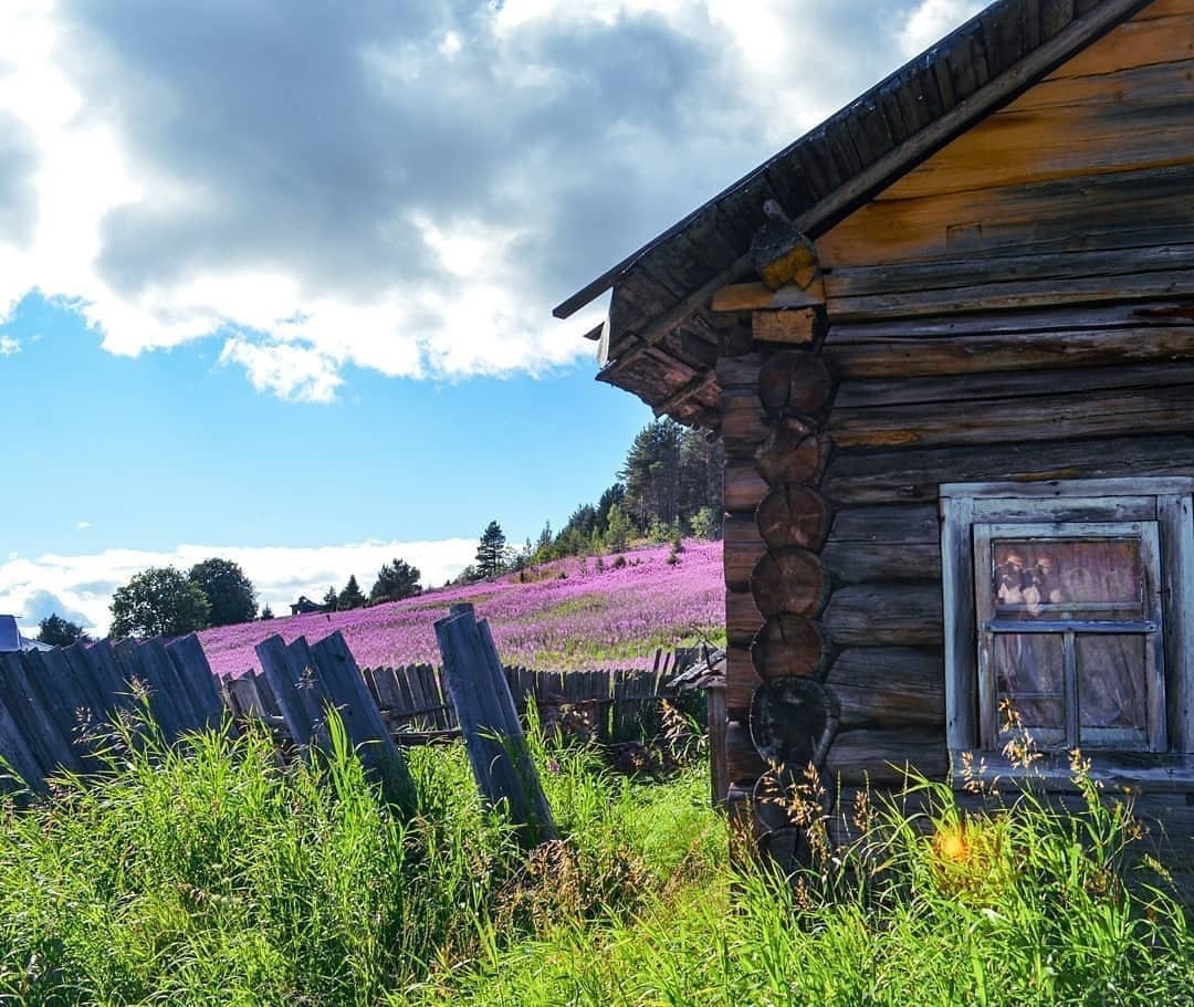 A village in Karelia and thickets of Ivan-tea - Карелия, Nature, beauty, The photo, Longpost, Blooming Sally, 