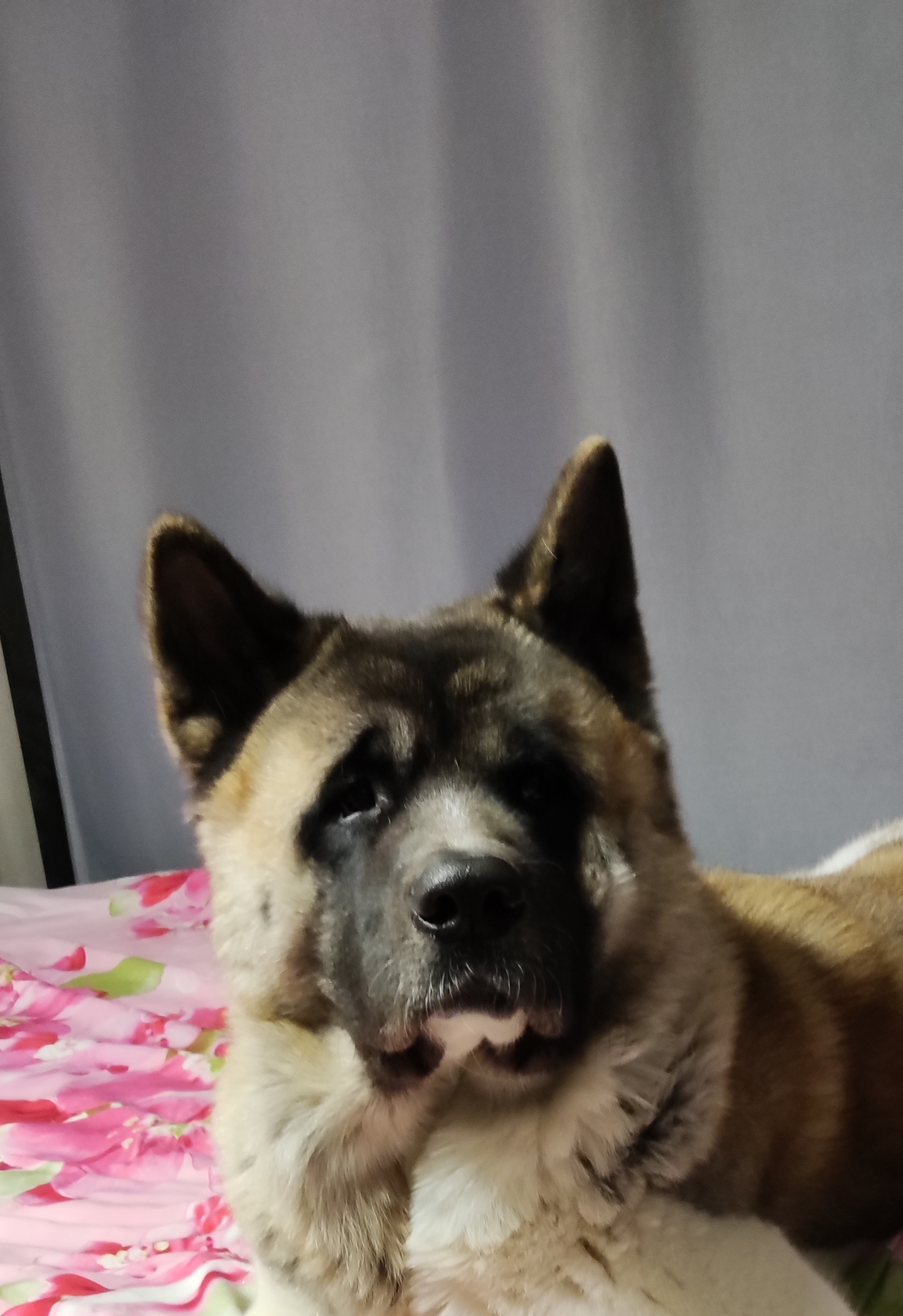 Didn't show the dog - not the pickabushnik - My, Dog, American Akita, Pets, Longpost, 