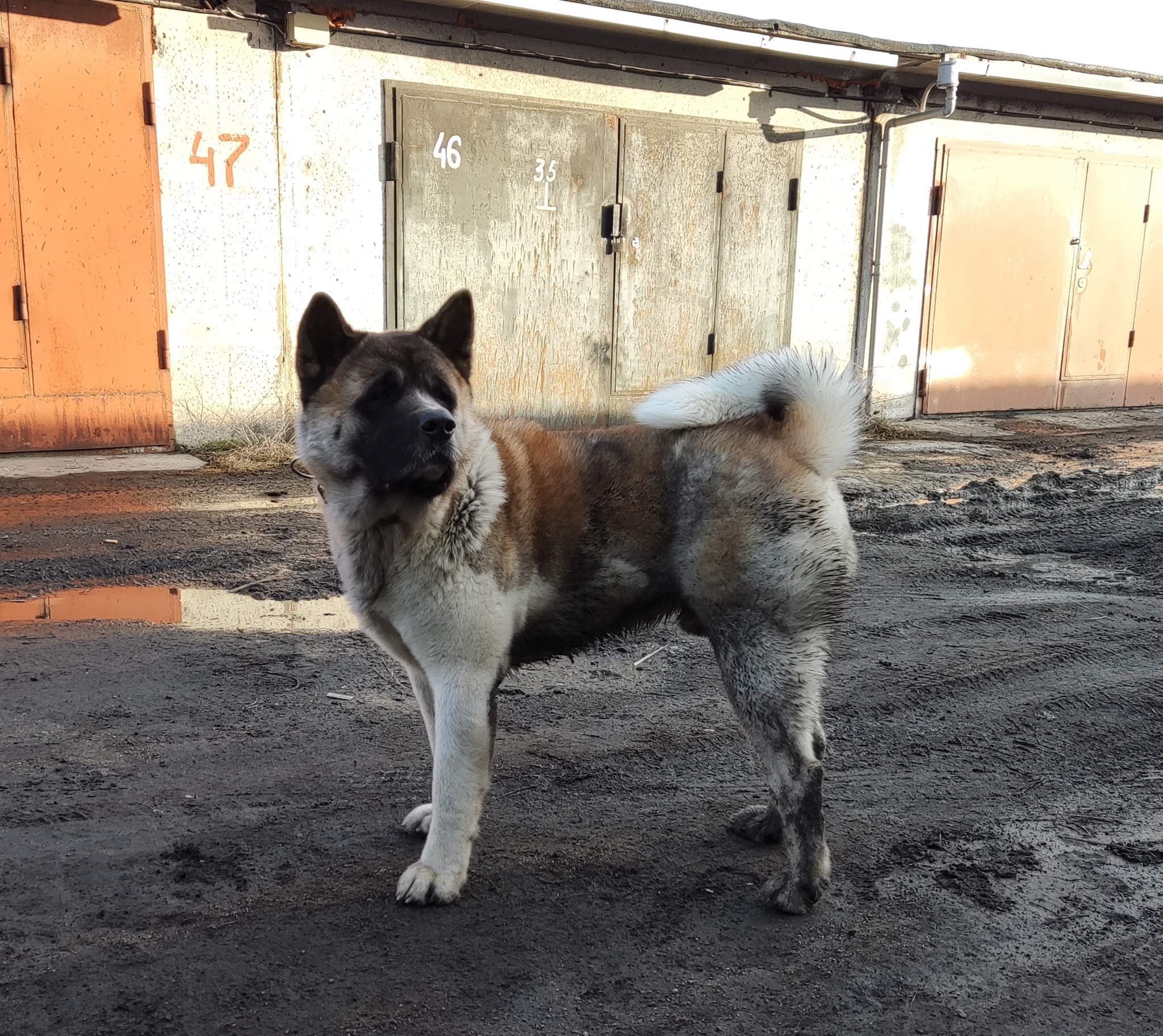 Didn't show the dog - not the pickabushnik - My, Dog, American Akita, Pets, Longpost, 