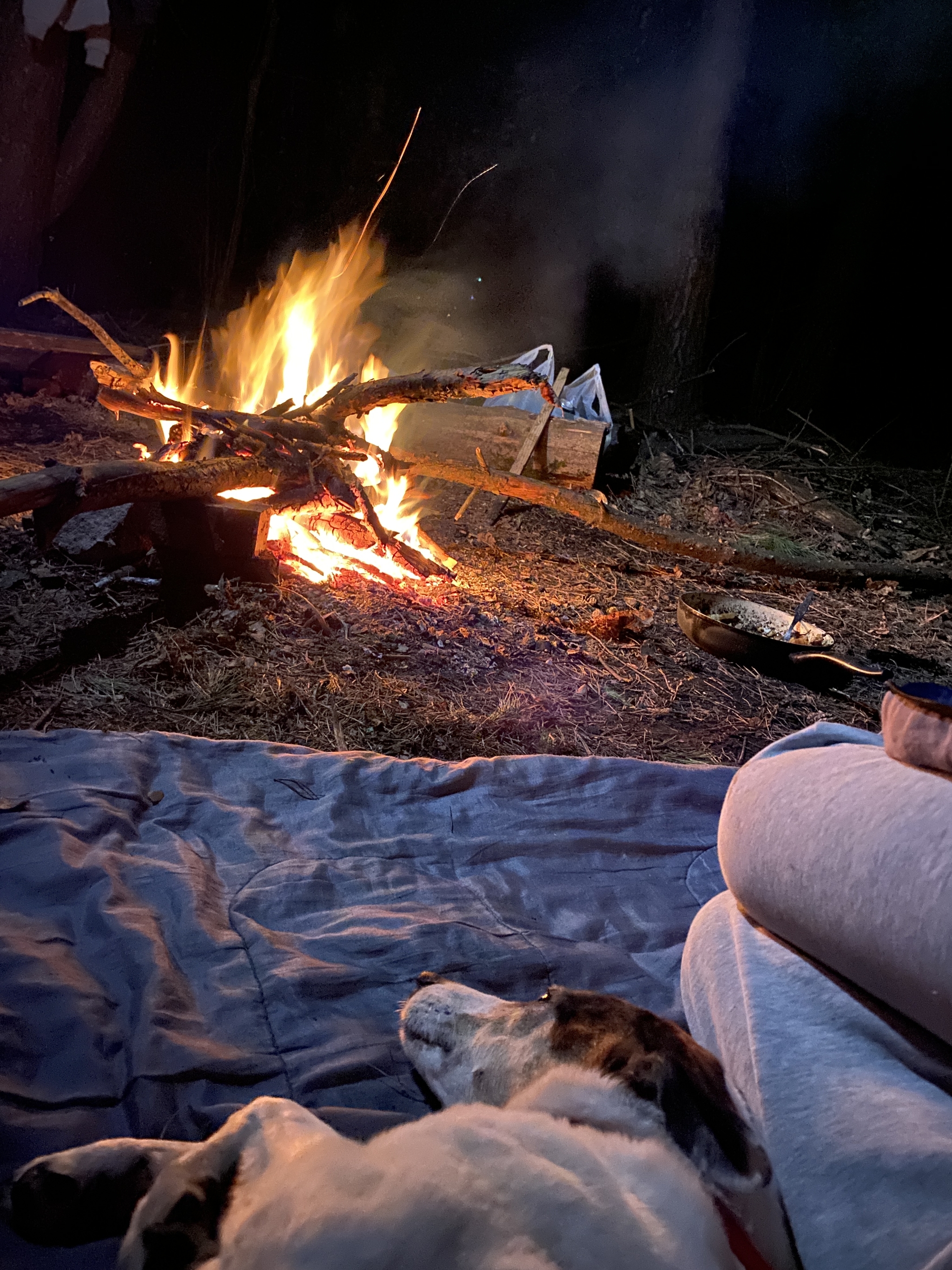 The best holiday - My, Forest, Dog, Camping