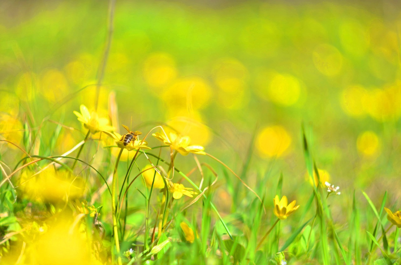 Spring - My, The photo, Beginning photographer, Bees, Flowers, Helios44-2