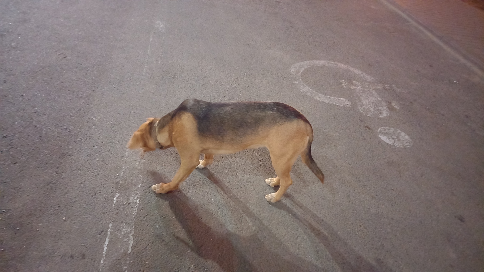 Lost - Dog, Lost, Republic of Belarus, Minsk, The dog is missing, No rating