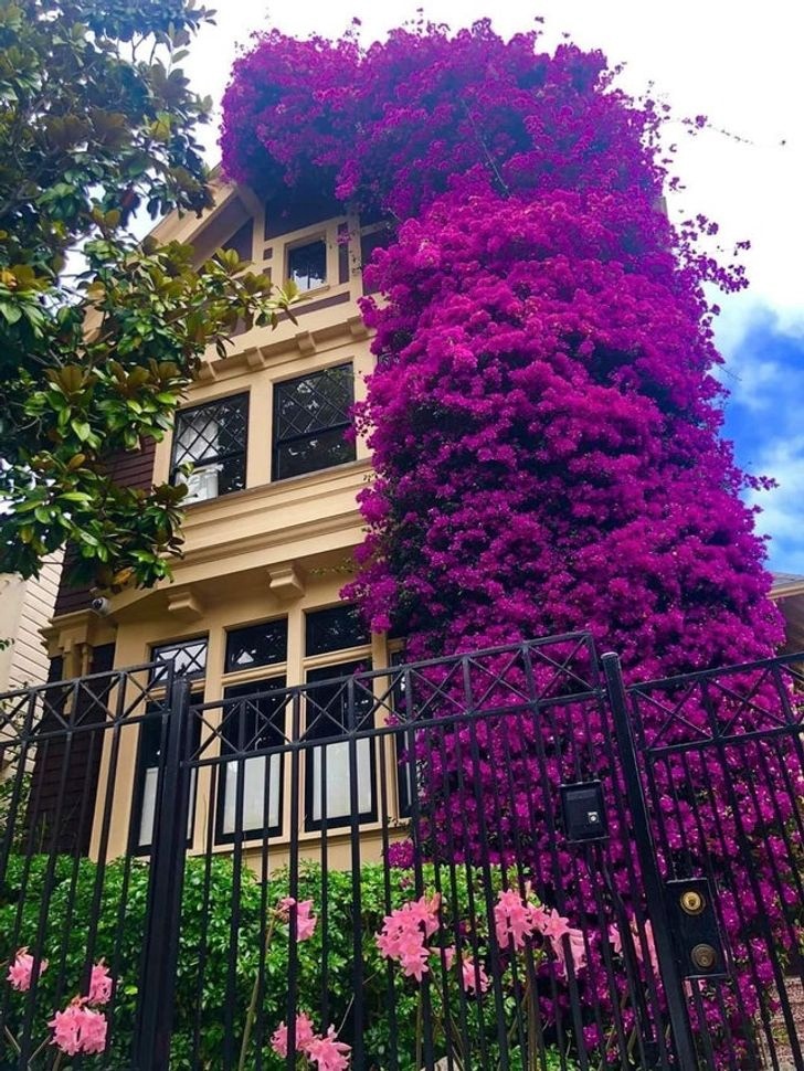 Vines of bougainvillea on the facade of a house in San Francisco - Flowers, The photo, beauty, Nature