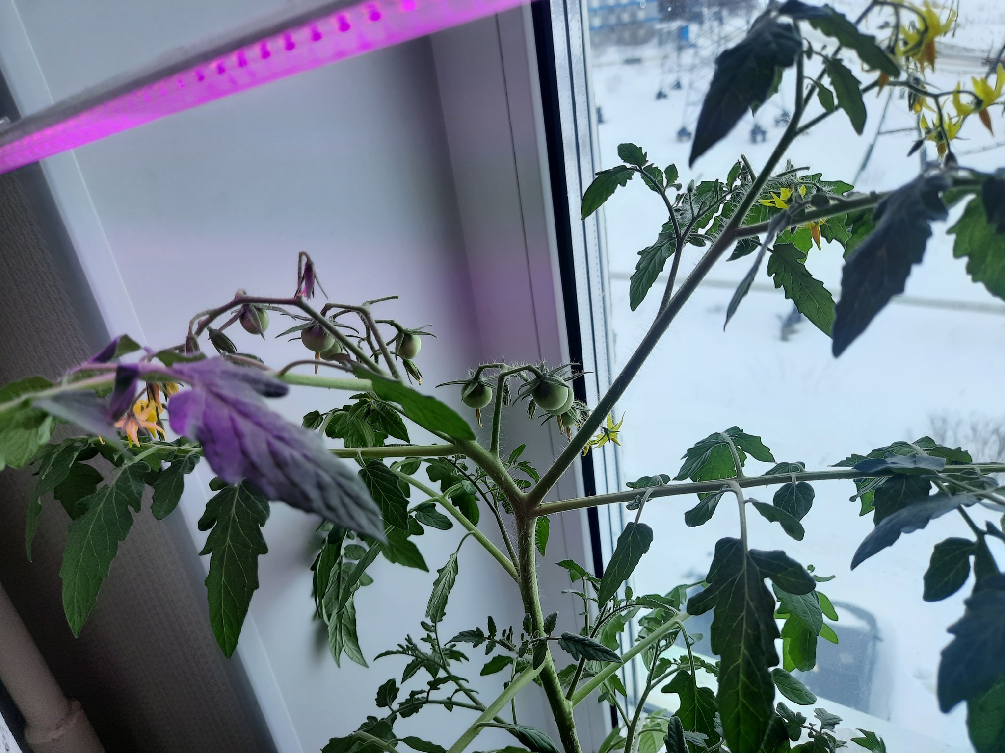 My little garden on the windowsill) - My, Vegetable garden on the windowsill, Tomatoes, Peas, Help, Longpost