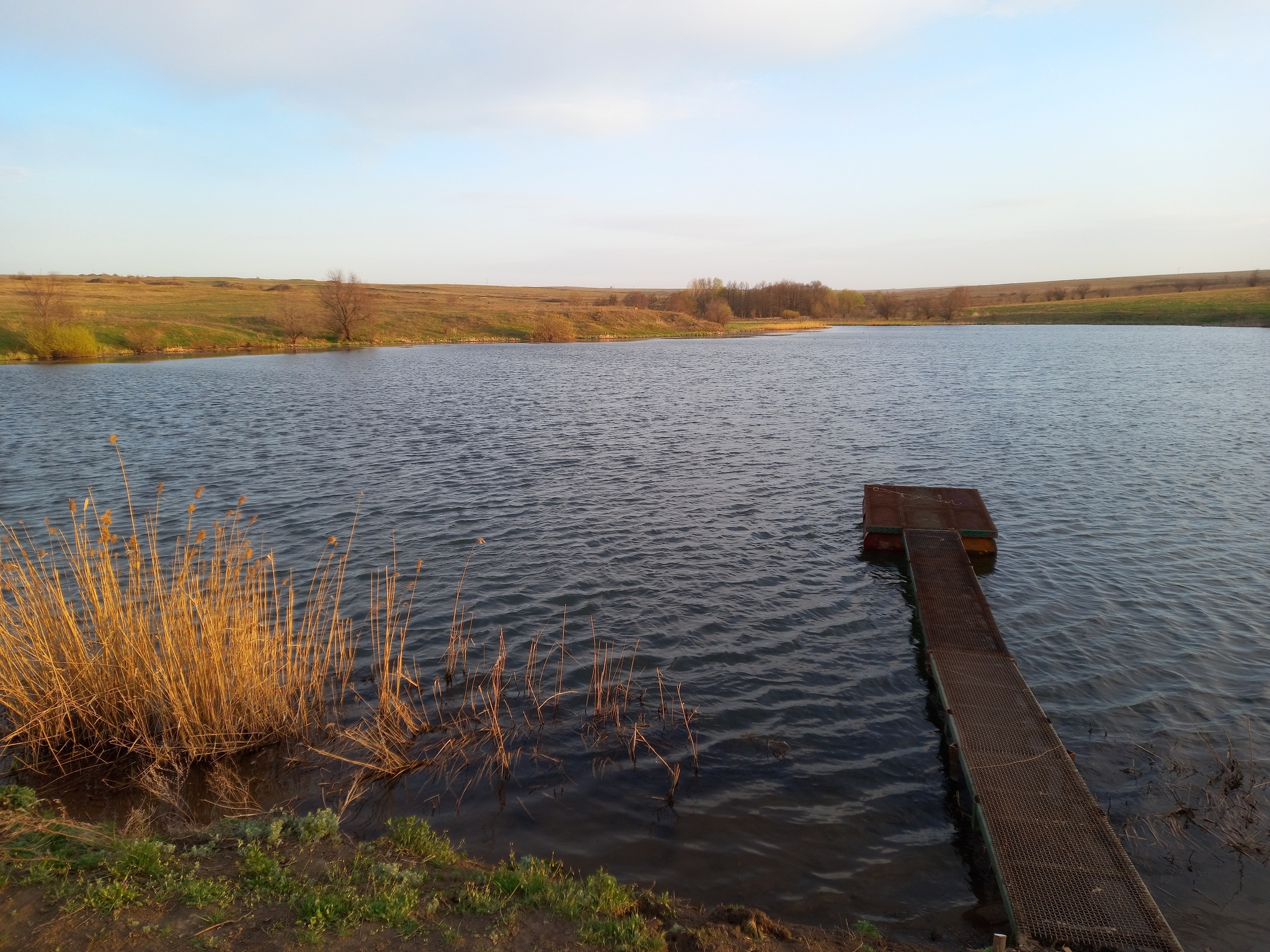 Калининский ставок в Краснодоне - Моё, Лебеди, Ставки, Красота природы, Природа, Вода, Длиннопост, Фотография, Краснодон