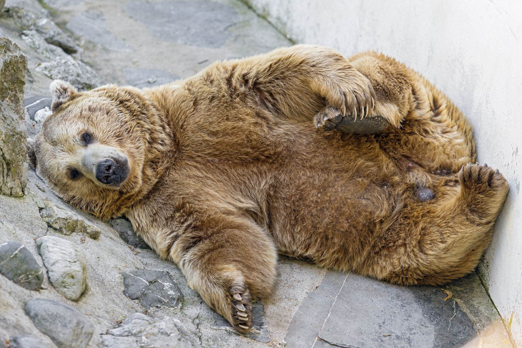 Медведь Гризли толстый